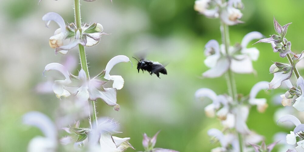 Schwarze Biene beim Anflug einer Blüte 