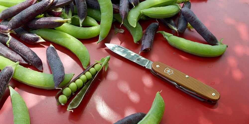 Verschiedene Hülsenfrüchte in Braun und Grün mit geöffneter Schale auf einem Gartentisch liegend 